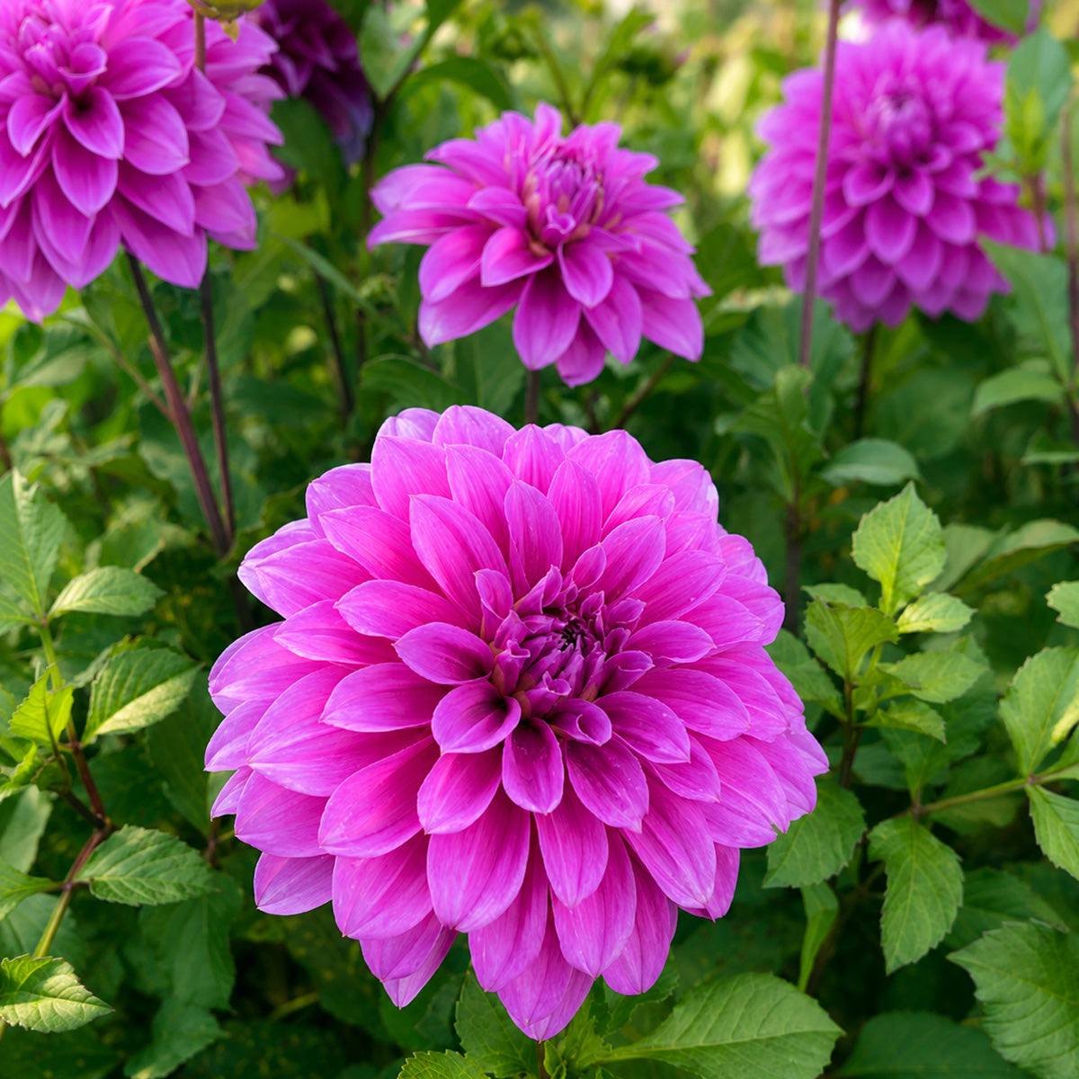 Dahlia Oberon