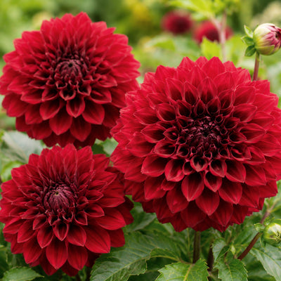 Dahlia Red Tiger