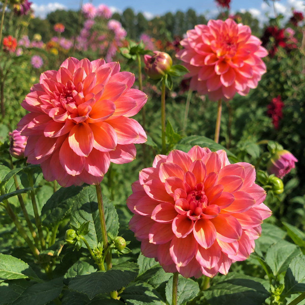 Dahlia Sunnyrose