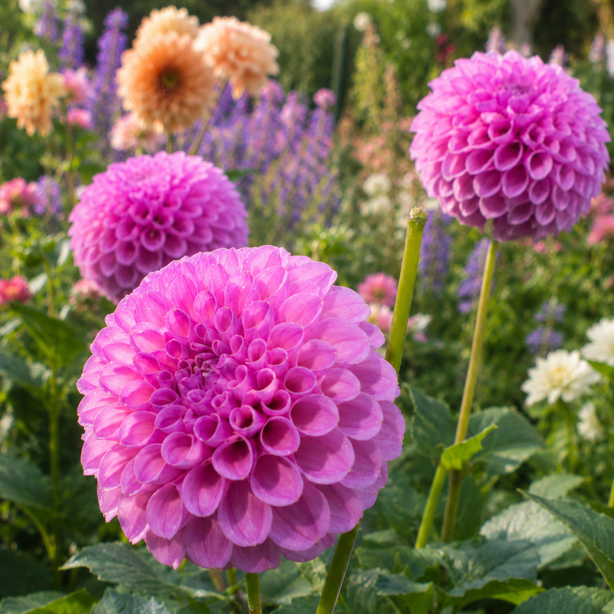 Dahlia Shirley Yeomans