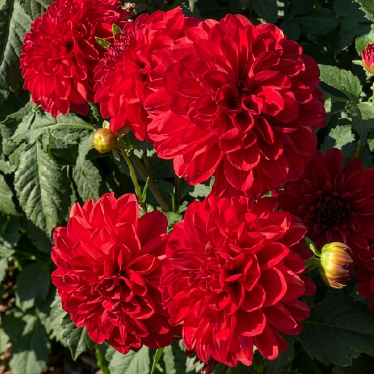 Dahlia Tango