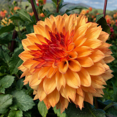 Dahlia Teddy Bear