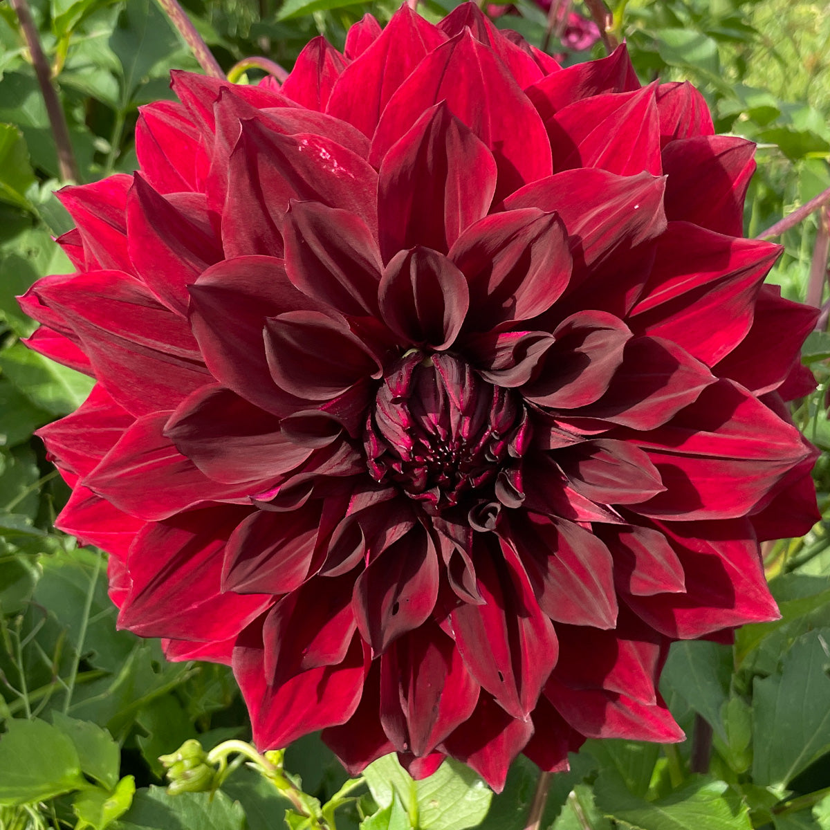 Dahlia Thelma Maude