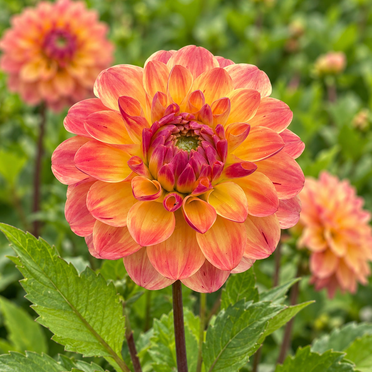 Dahlia The Mexican