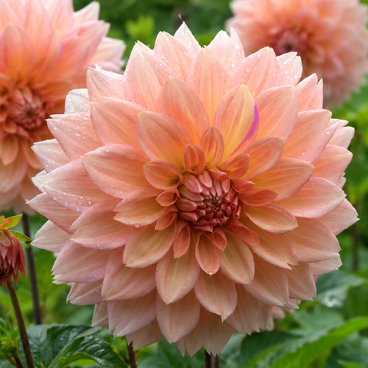 Dahlia Urica