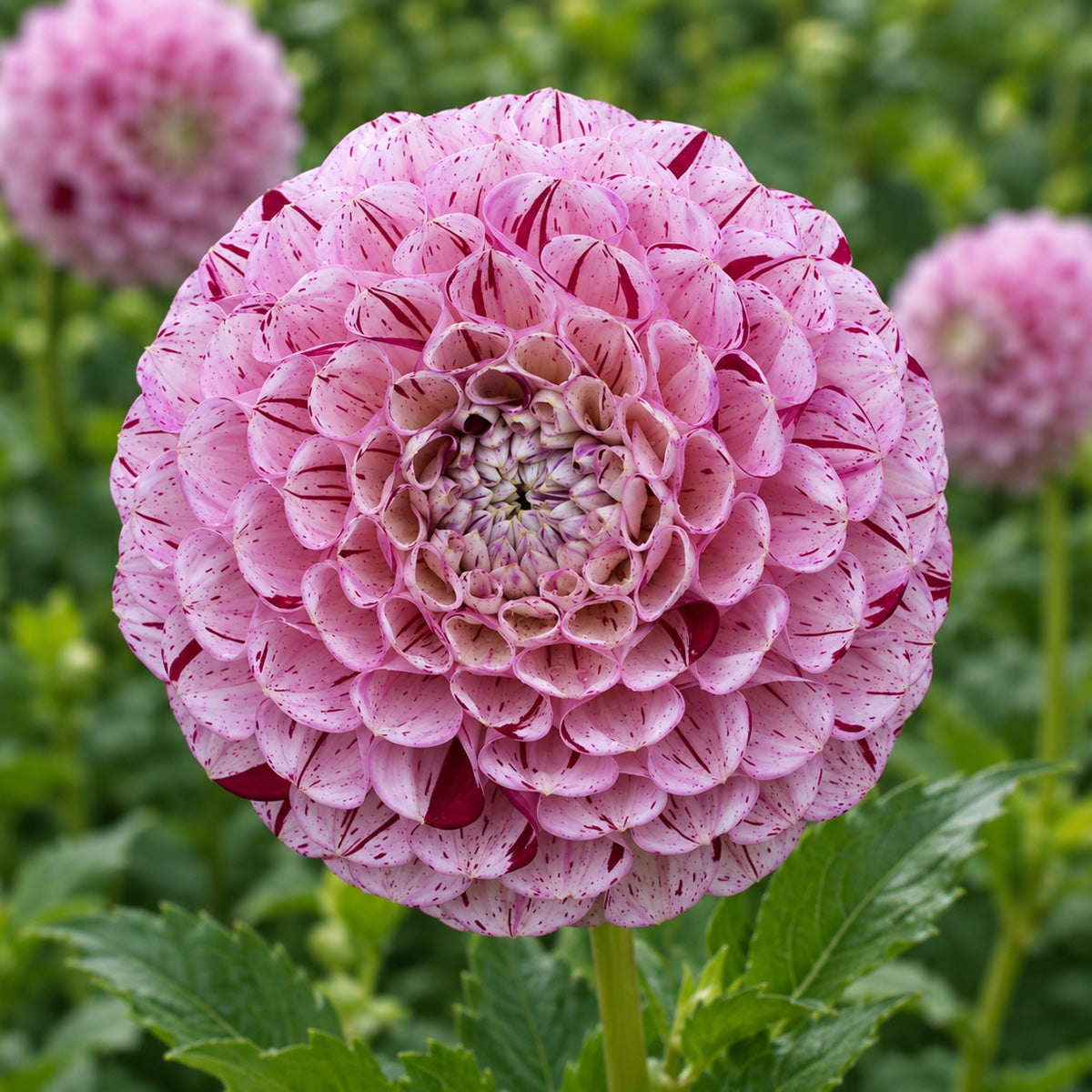 Dahlia Wine Dot
