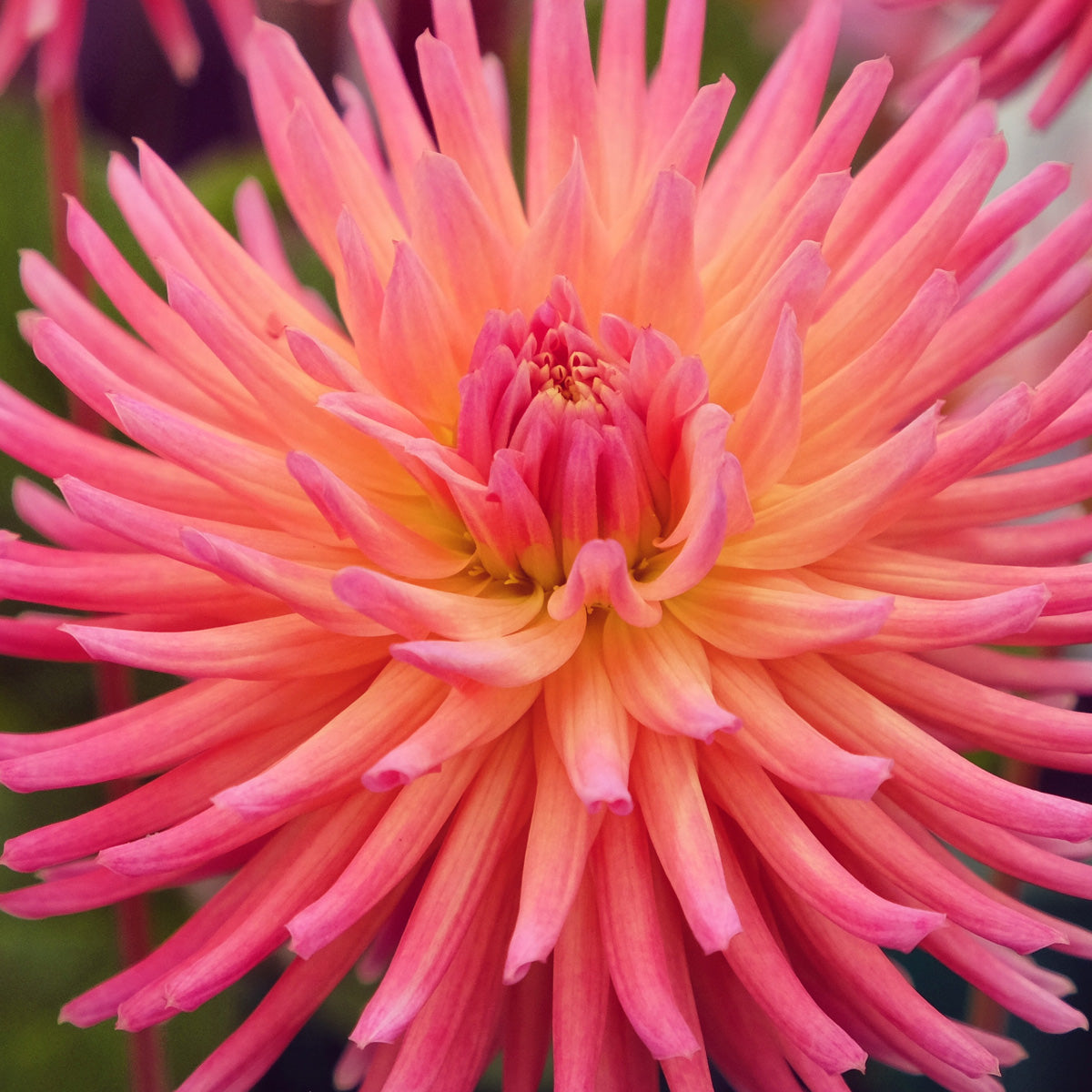 Dahlia Winkie Mark