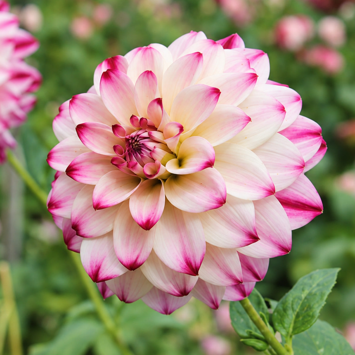 Dahlia Wine and Roses