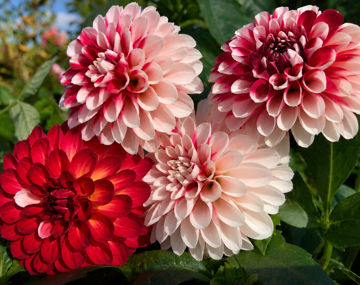 Dahlia Xmas Cheer