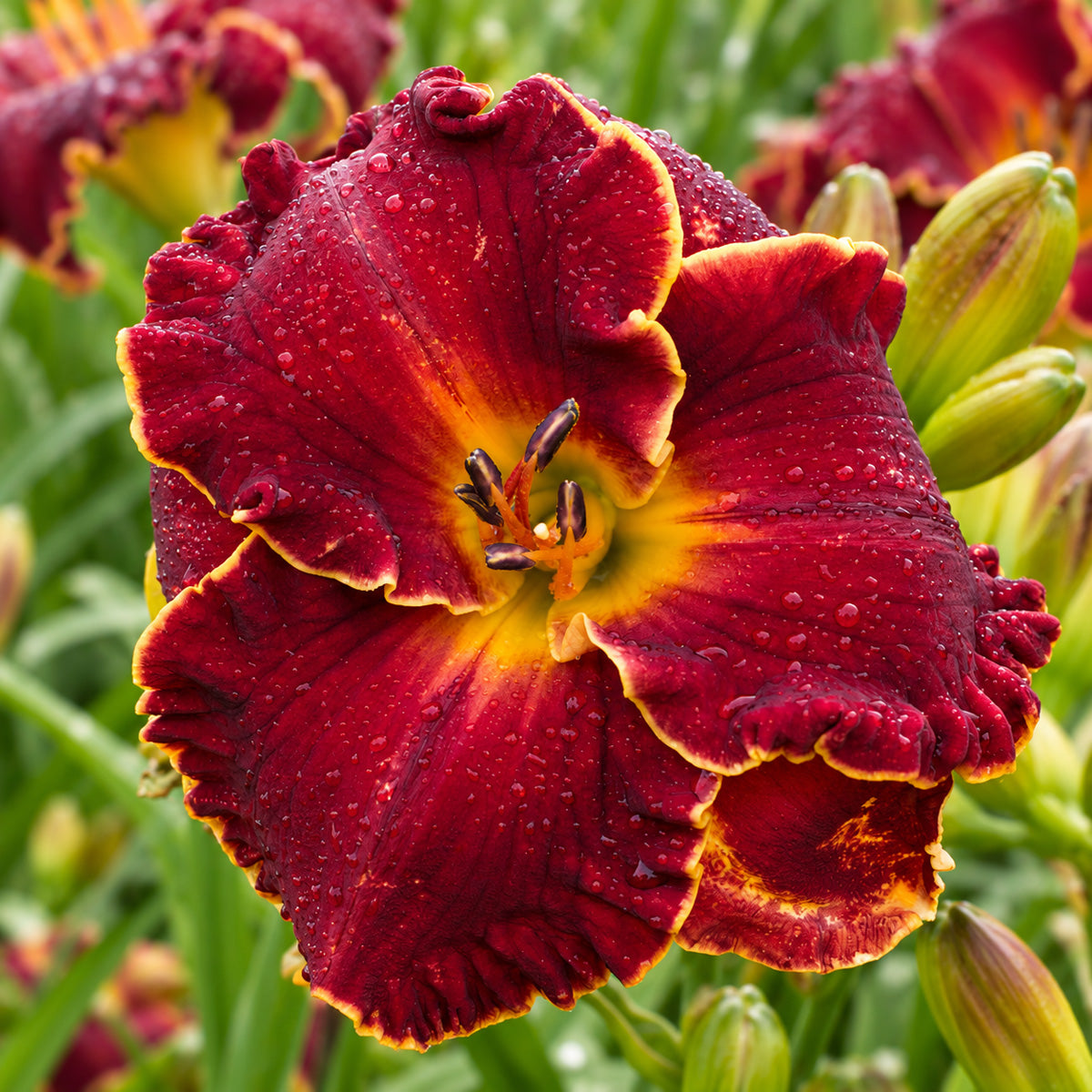 Daylily Naughty Red