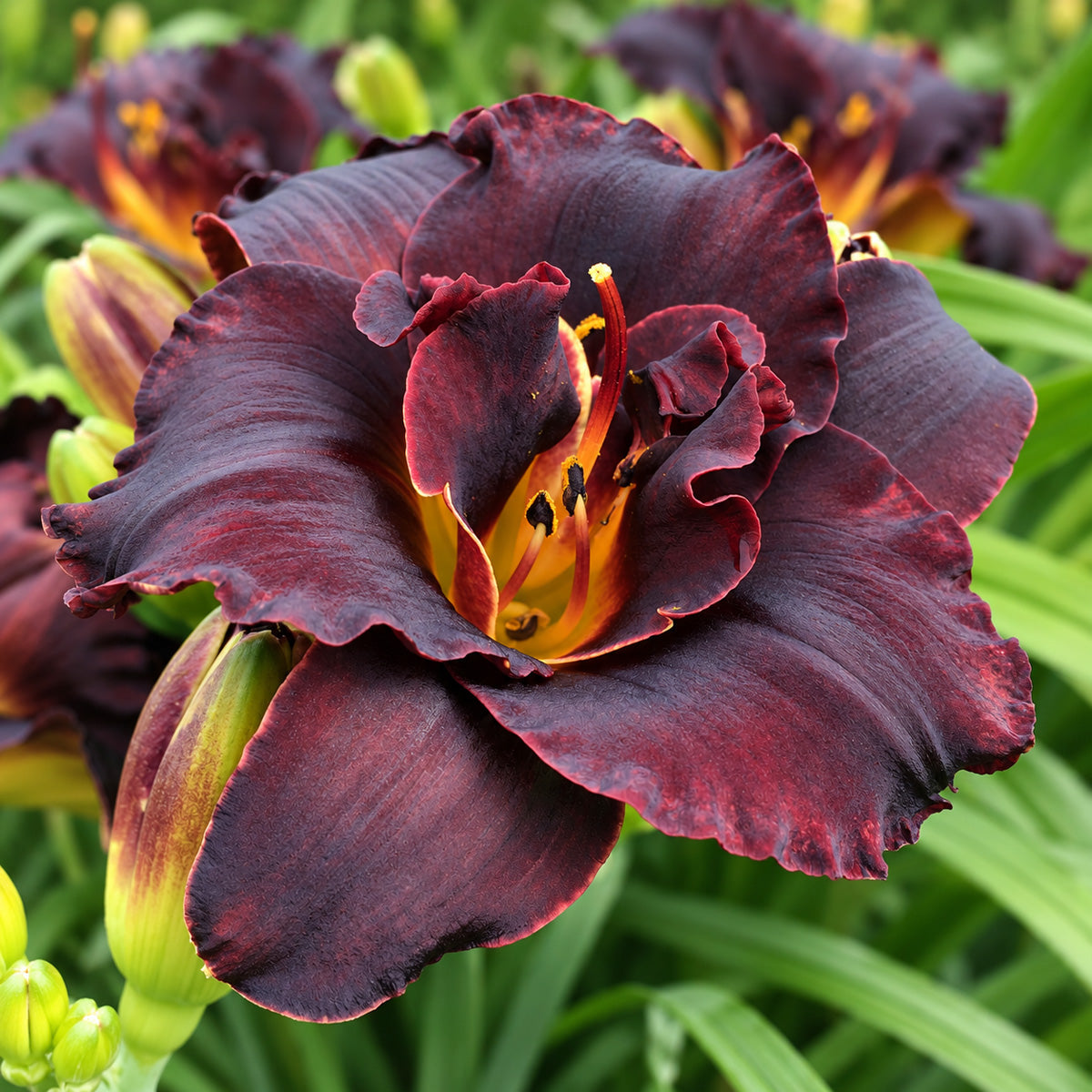 Daylily Voodoo Dancer