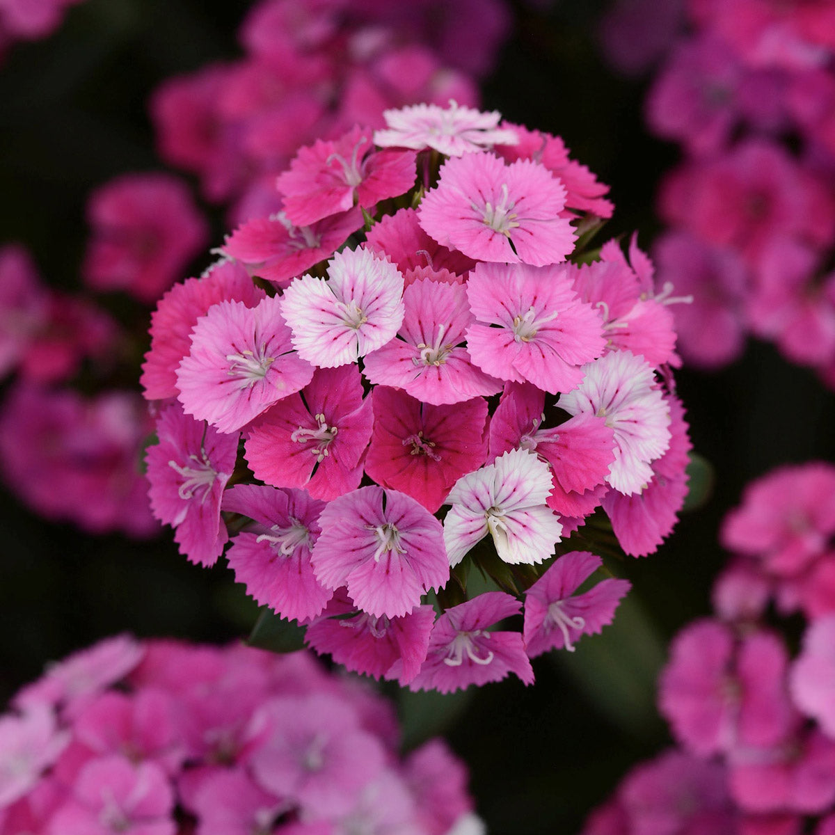 Dianthus Jolt Pink Magic
