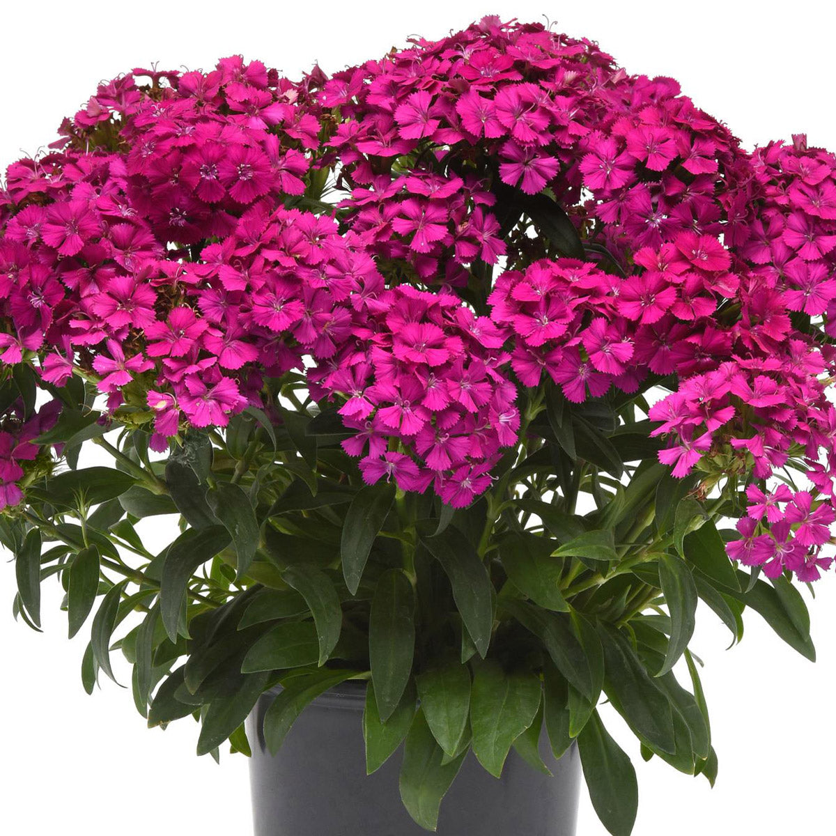 Dianthus Jolt Purple