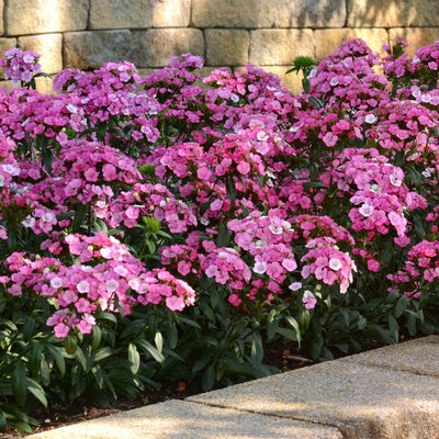 Dianthus Jolt Pink Magic