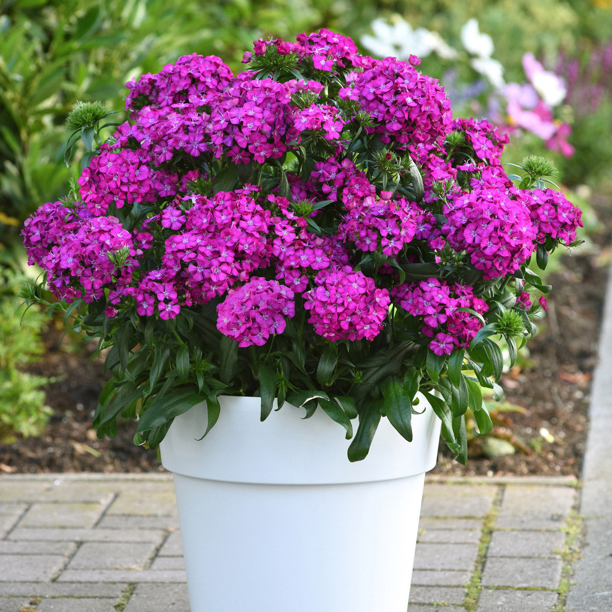 Dianthus Jolt Purple