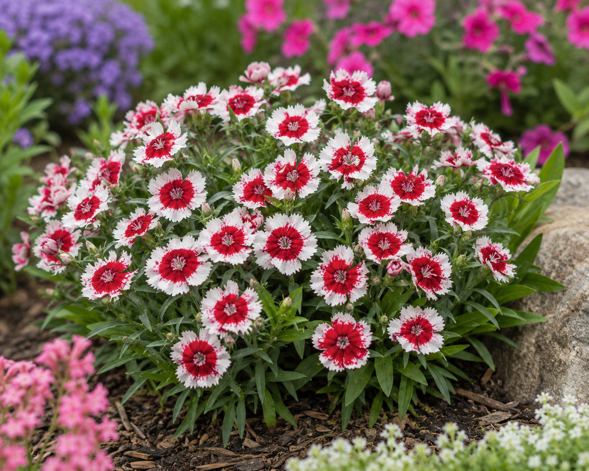 Dianthus Merry Go Round