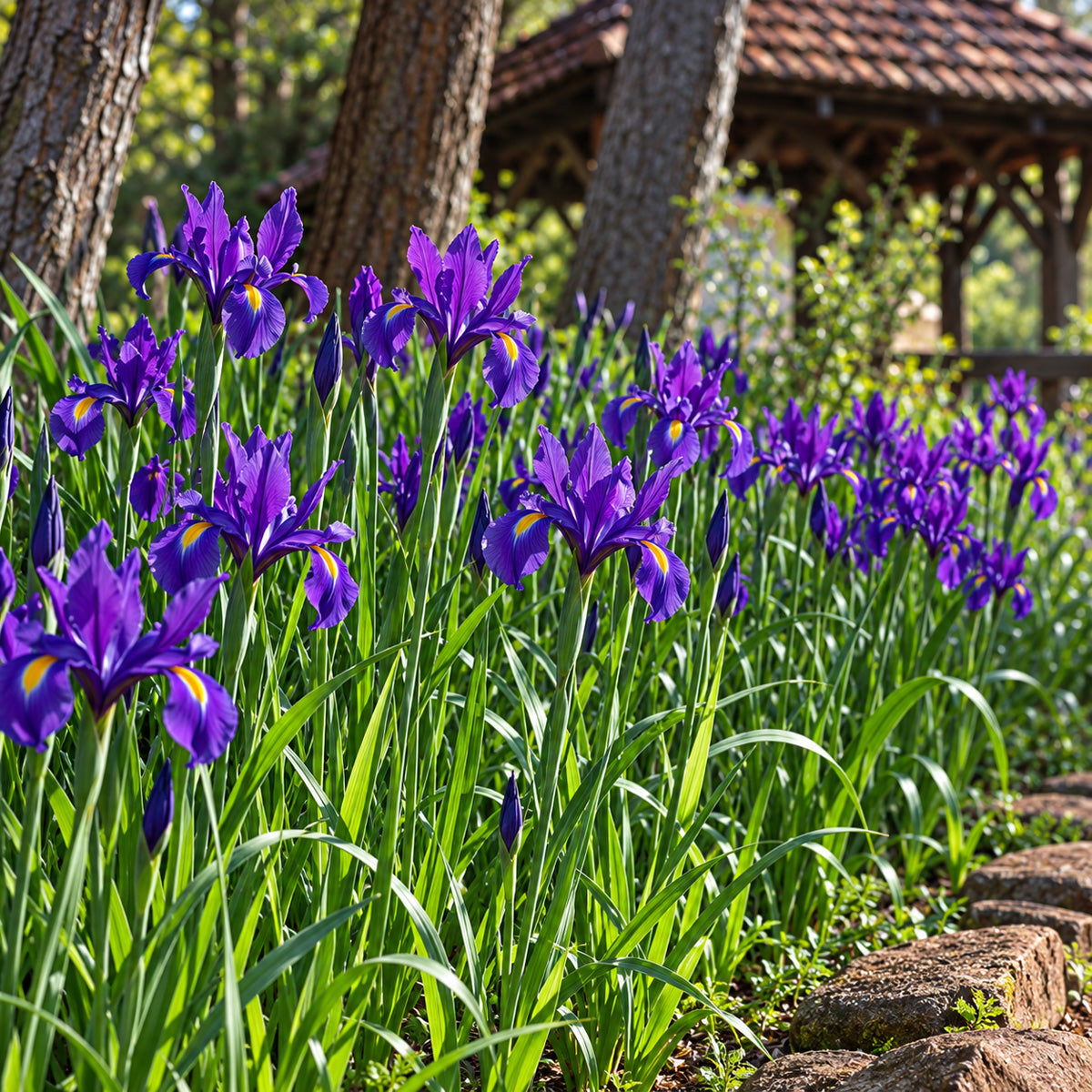 Planting Stock Dutch Iris Dark Blue