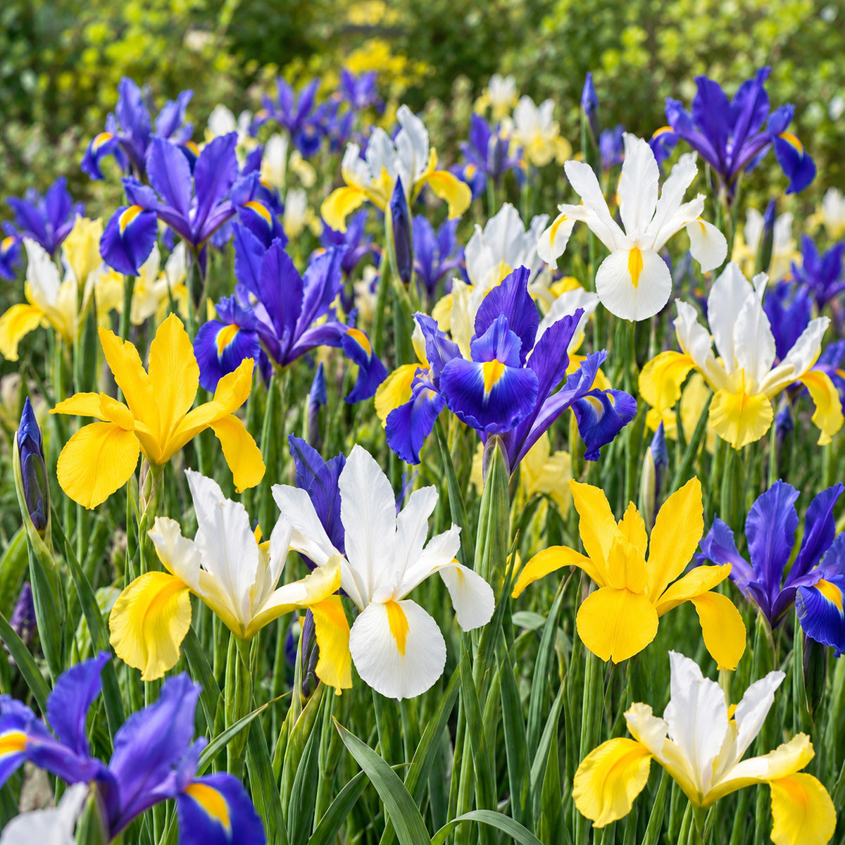 Dutch Iris Mixed