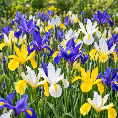 Dutch Iris Mixed