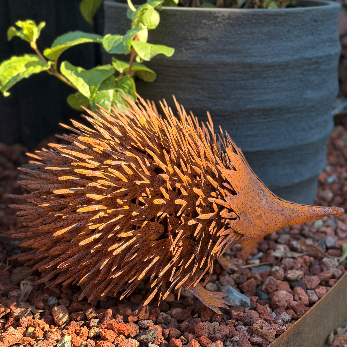 Echidna Large – Rust