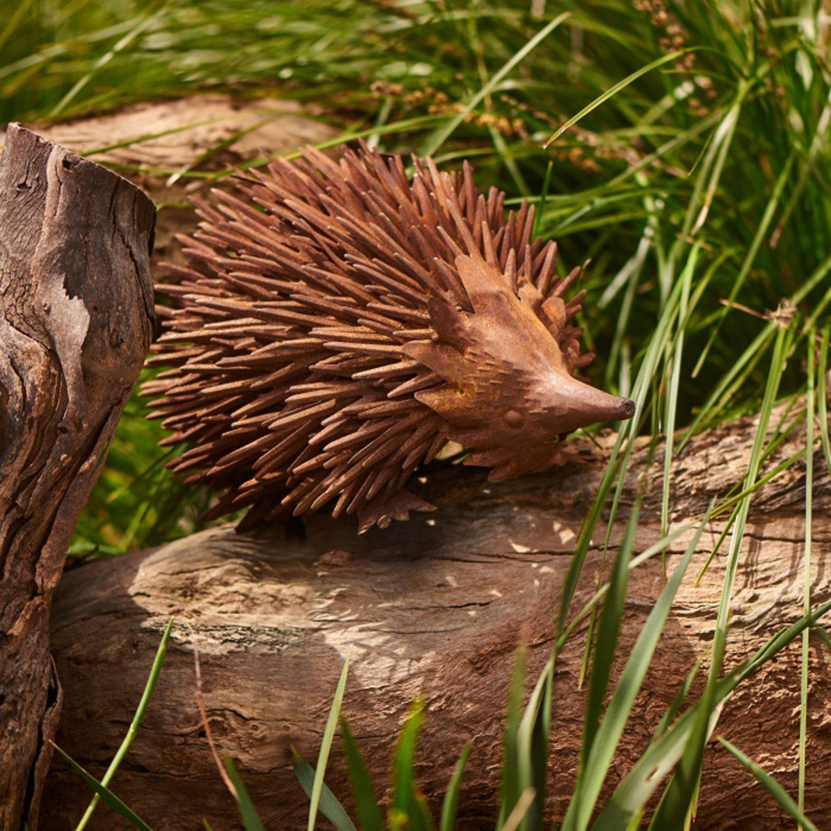 Echidna Large – Rust