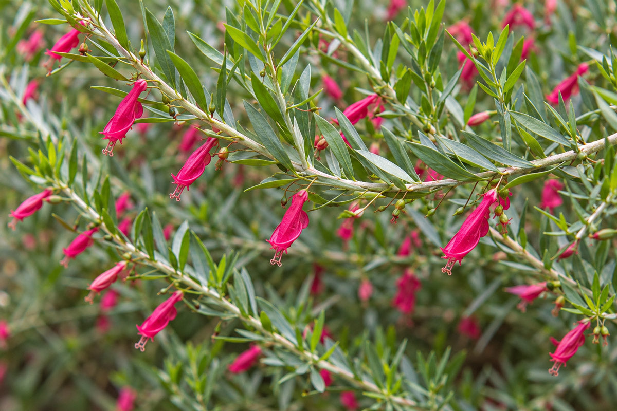 Eremophila Red Desert