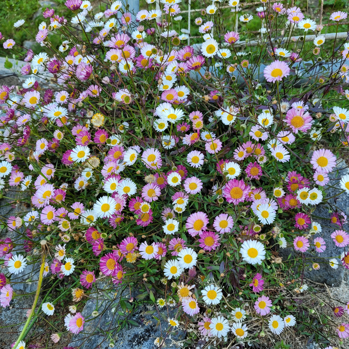 Erigeron Seaside Daisy Los Angeles Pink