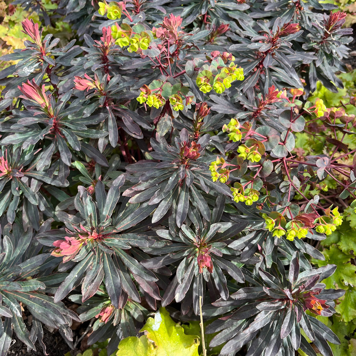 Euphorbia Amygdaloides Purpurea