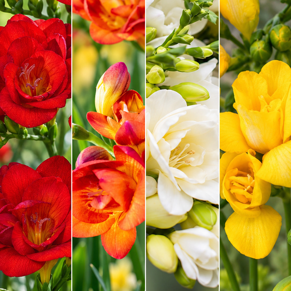Freesia Double Collection 2