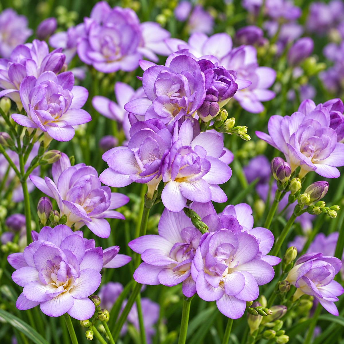 Freesia Biscaya