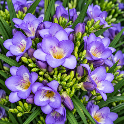 Freesia Giant Blue Sky
