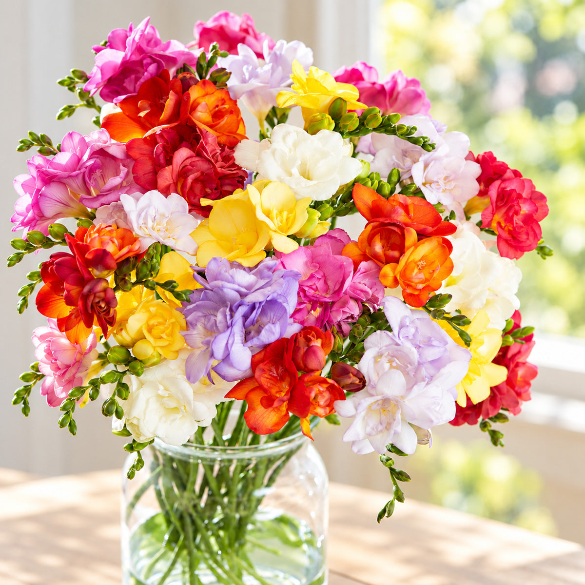 Freesia Double Mixed