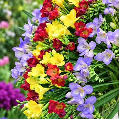 Freesia Giant Mixed