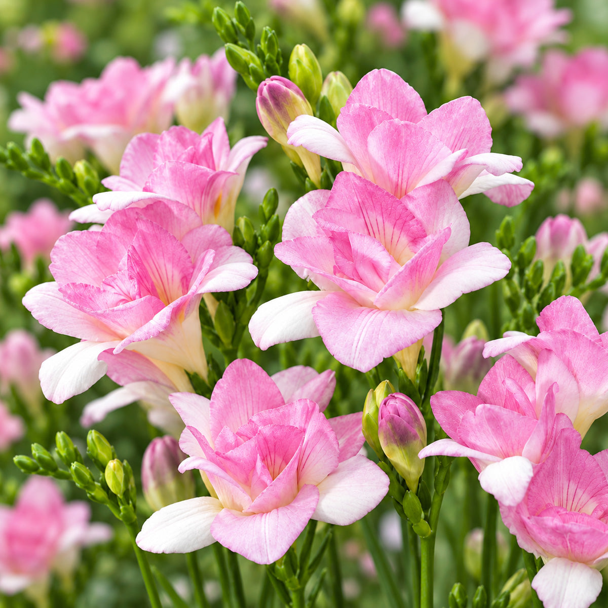 Freesia Honeymoon