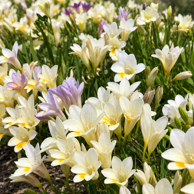 Freesia Refracta Alba