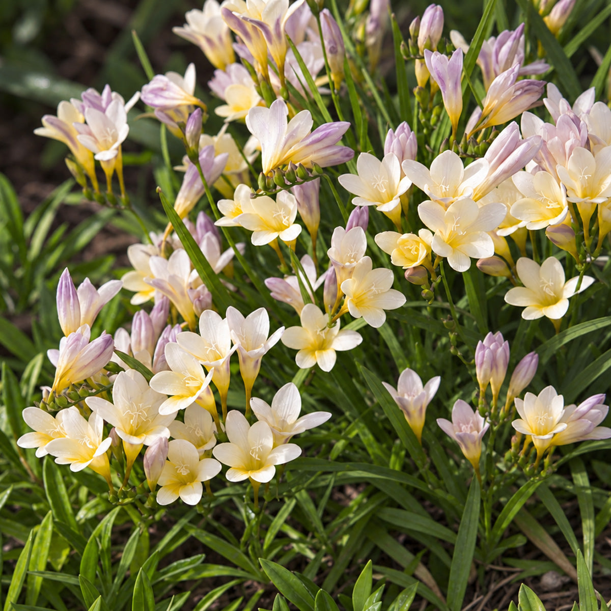 Freesia Refracta Alba