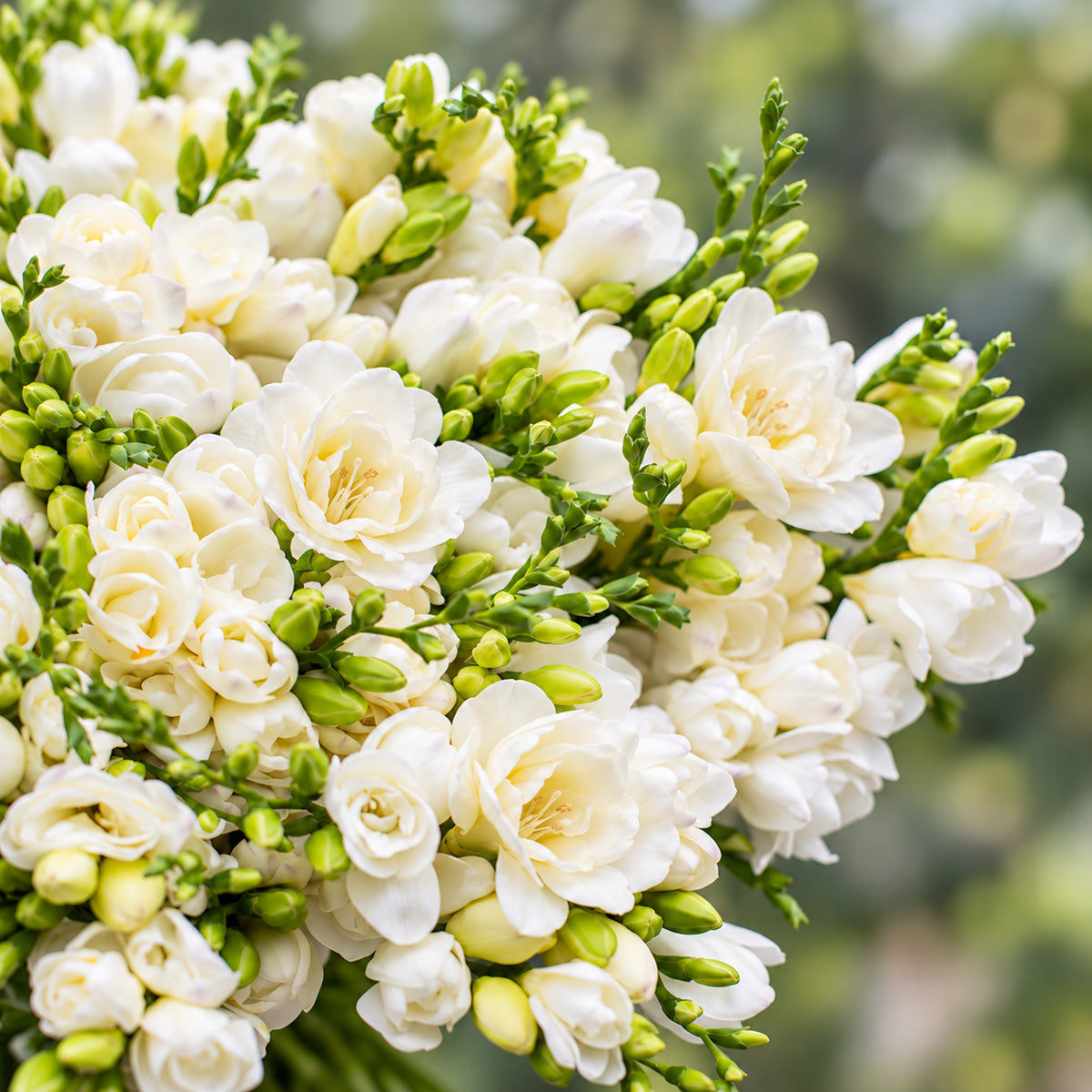 Freesia Rimini