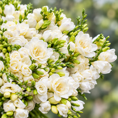 Freesia Rimini