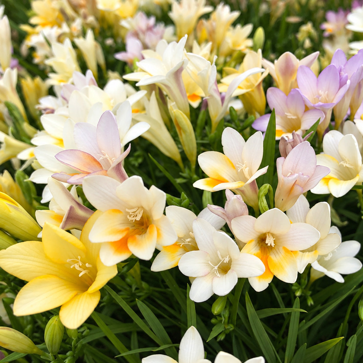 Freesia Refracta Mixed