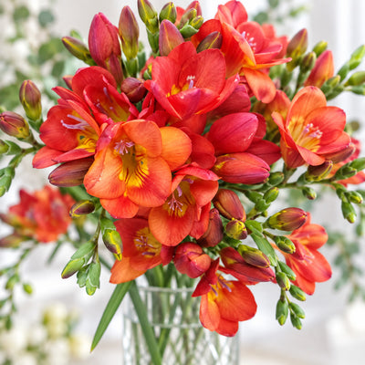 Freesia Giant Santorini