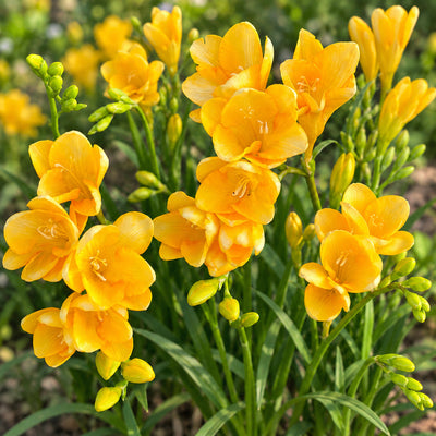 Freesia Giant Santana