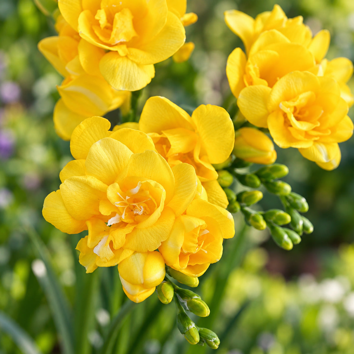 Freesia Yvonne
