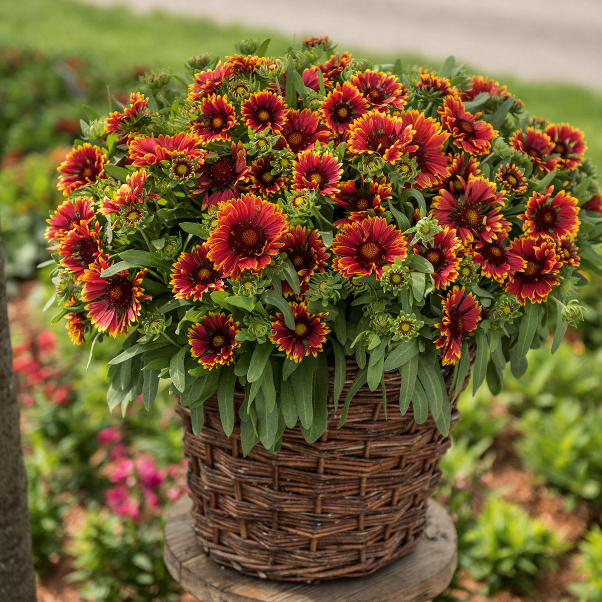 Gaillardia Spin Top Orange Halo