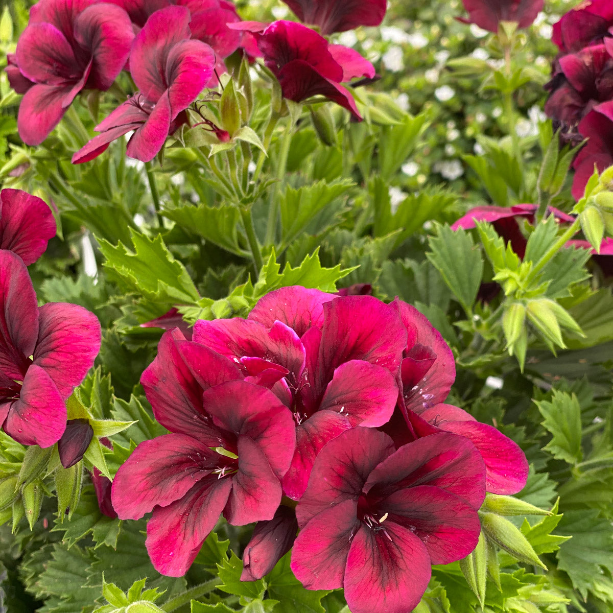Pelargonium Solstice Red