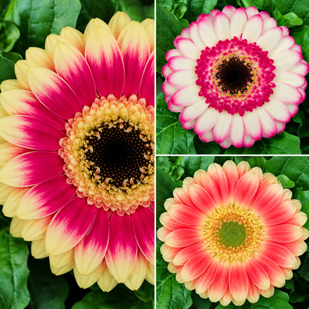 Gerbera Bicolour Collection