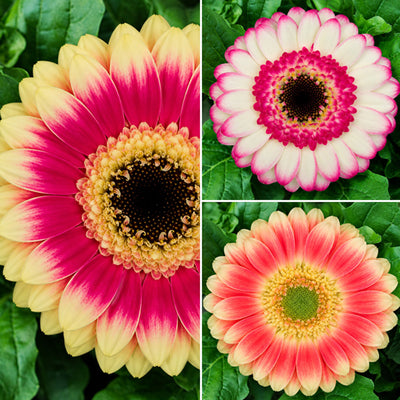 Gerbera Bicolour Collection