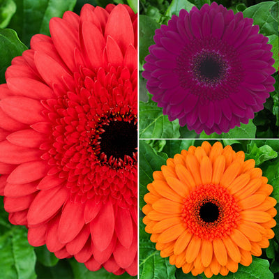 Gerbera Bold Collection