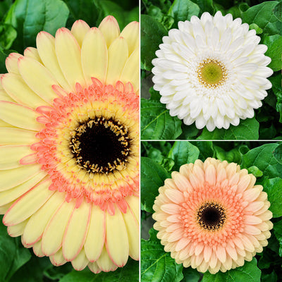 Gerbera Peaches N Cream Collection