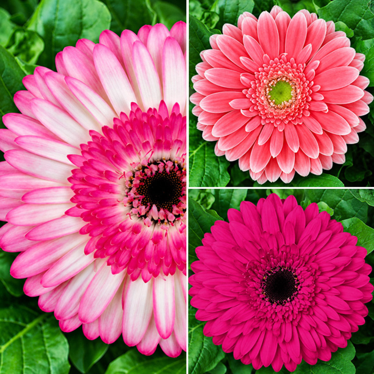 Gerbera Pretty N Pink Collection