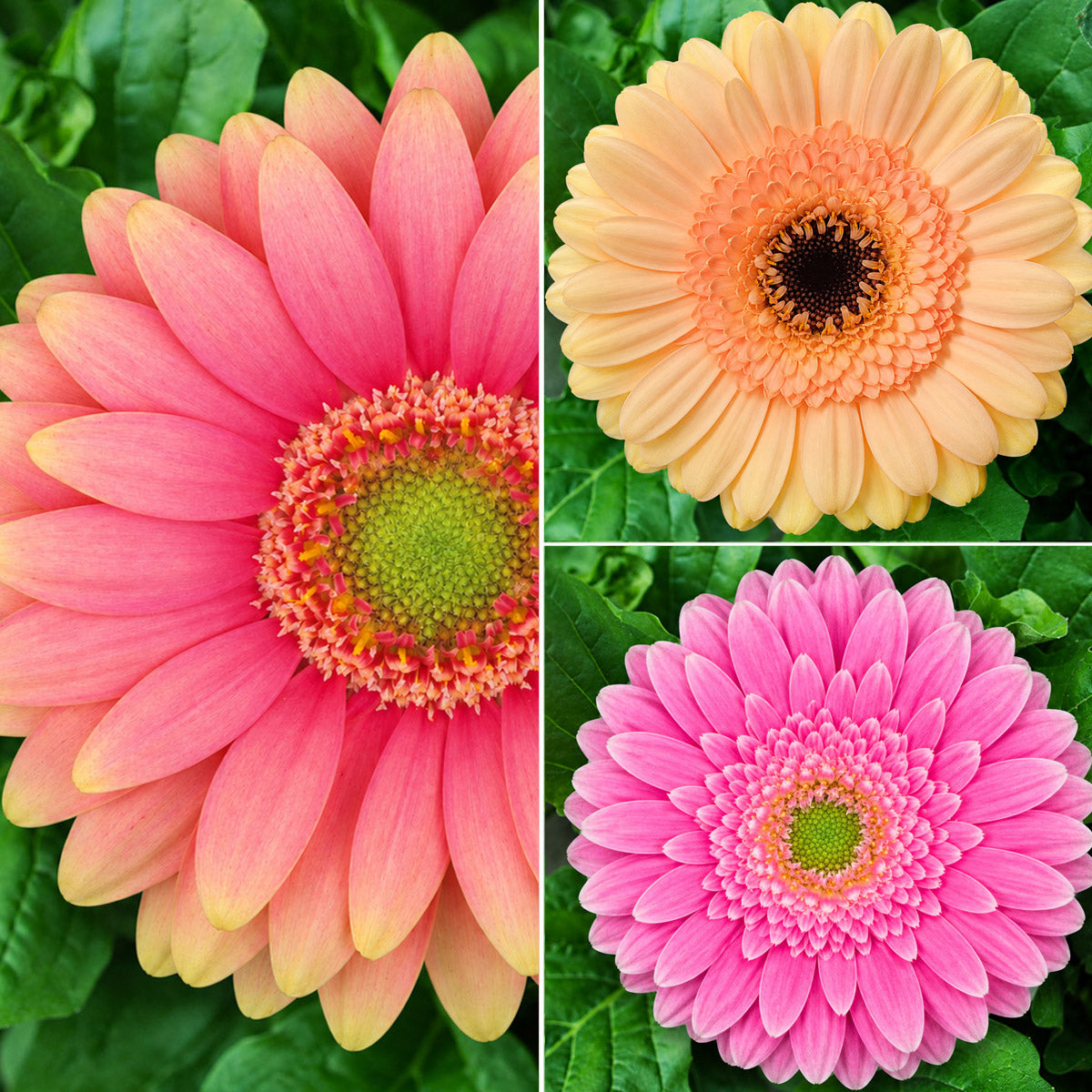 Gerbera Pastel Collection